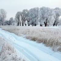 Winter Field