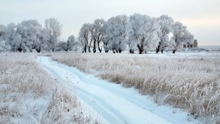 Winter Field - trees, winter, snow, grass, path, Firefox Persona theme, frost, field, track, country