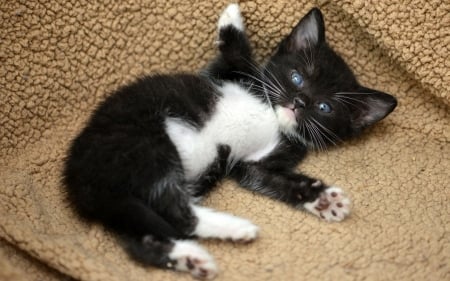 Free hugs here! - paws, sweet, cat, black, pisica, white, animal, kitten, cute, hug