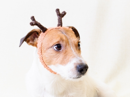 Hey, Santa, I'm ready! - christmas, animal, craciun, funny, dog, caine, reindeer, horns