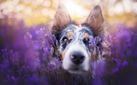 Hiding - caine, australian shepherd, purple, dog, animal, summer, flower