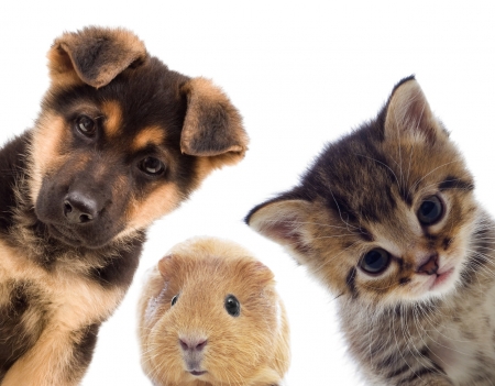 Hello! - dog, guinea pig, cat, pet, pisica, animal, kitten, caine, hello, puppy, card