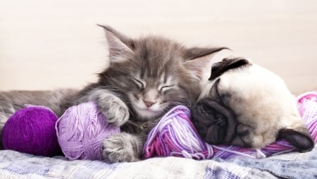 Sleeping friends - ball, animal, pink, cute, caine, puppy, cat, sleep, pisica, kitten, wool, couple, dog