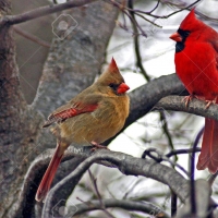 cardinals