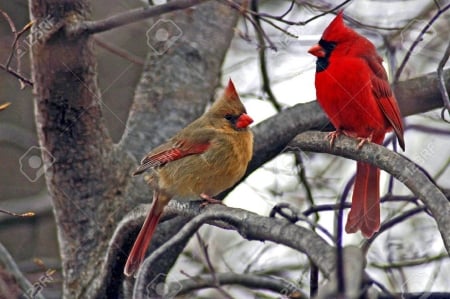 cardinals - two, pretty, cardinal, winter, birds