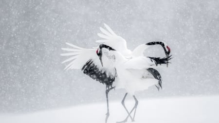 Red-crowned Crane - bird, animal, winter, red, cranes, wings, snow