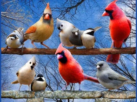 cardinals - cardinals, birds, winter, beautiful