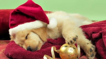 christmas puppy sleeping - sleeping, santa, hat, puppy, christmas