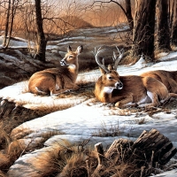 Resting Deer in Snow F1Cmp