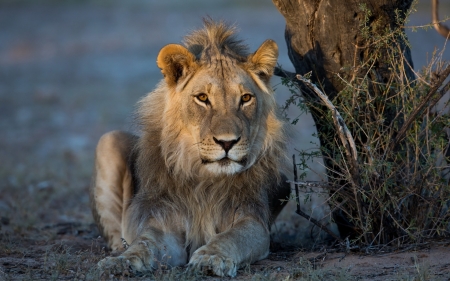 The Leader - wildlife, predator, lion, cat, resting