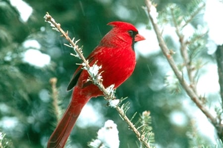 CARDINAL - LIMB, WINGS, FEATHERS, TREE