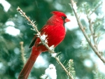 CARDINAL