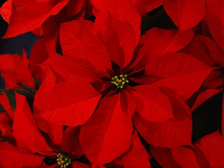 POINSETTIA - flower, petals, nature, colors