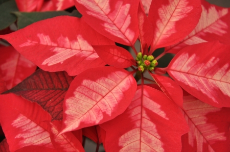 POINSETTIA - leaves, petals, nature, colors