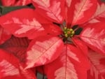 POINSETTIA