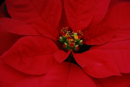 POINSETTIA - flower, petals, nature, colors