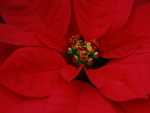 POINSETTIA