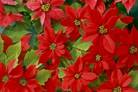 POINSETTIA - NATURE, COLORS, LEAVES, PETALS