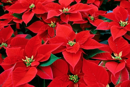 POINSETTIA - leaves, petals, nature, colors