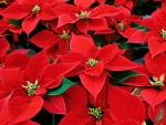 POINSETTIA