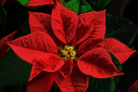 POINSETTIA - leaves, nature, colors, petals