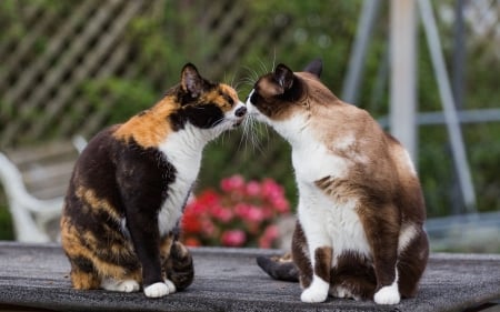 Cat Love - animal, whiskers, love, cat