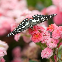 Black Butterfly on Pink Flowers