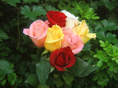 Rose Bouquet - flowers, roses, colorful, nature, bouquet