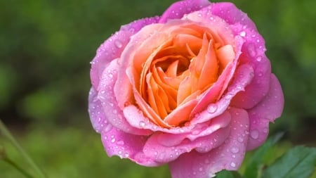 Fresh Pink Rose - flowers, nature, dew, macro, drops, rose, petals, pink