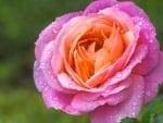 Fresh Pink Rose