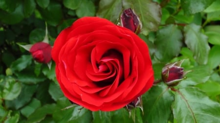 Bright Red Rose - flowers, nature, red, green, buds, rose, petals, leaves