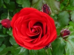 Bright Red Rose