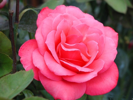 Pink Beauty - flowers, nature, rose, petals, pink, closeup