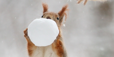 Squirrel - ball, animal, funny, squirrel, winter, cute, veverita, snow