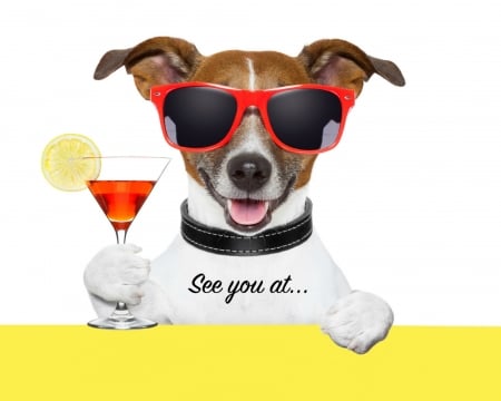 See you at... - summer, red, glass, funny, drink, yellow, white, jack russell terrier, cocktail, sunglasses, dog