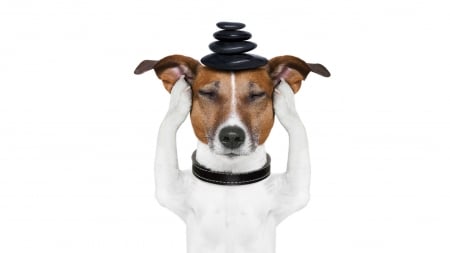 Zen dog - stone, dog, creative, yoga, animal, funny, zen, caine, jack russell terrier