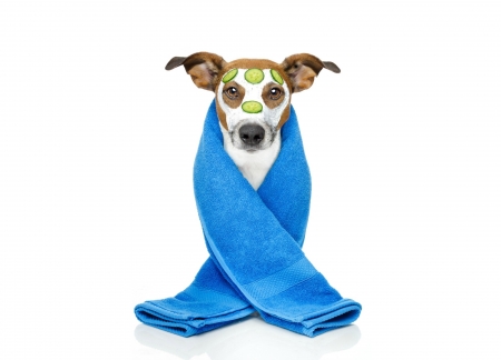 Enjoy your SPA moment - white, blue, spa, funny, dog, caine, jack russell terrier