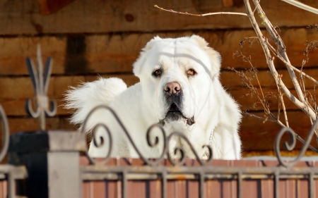 Dog - white, animal, wood, dog, caine, fence