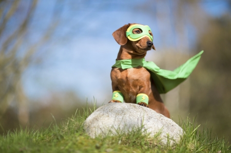 Lanterndog - dog, animal, costume, mask, funny, green, cute, caine, puppy