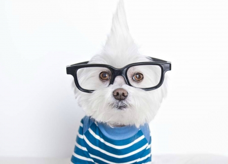 Littledude - funny, animal, glasses, cool, caine, puppy, blue, white, dog