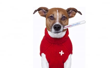 I get cold - dog, white, animal, funny, red, situation, caine, thermometer, jack russell terrier