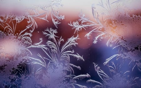 Ice Flowers - cold, winter, window, glass