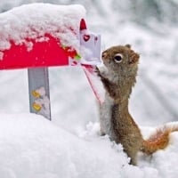 Squirrel sends letter