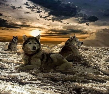 Top dogs - snow, north, sunset, dogs