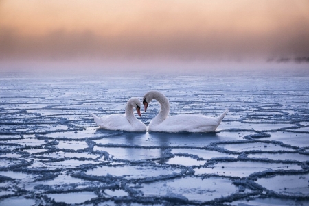 â™¥ - swans, animals, pure, birds