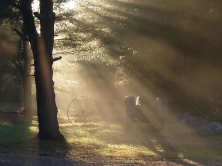 sun shine though trees - nature, sunshine, trees, sun, country