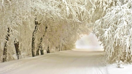 Winter - snow, trees, winter, nature