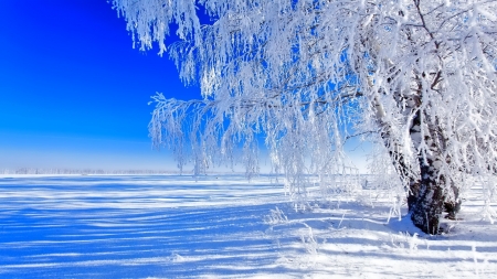 Winter - winter, nature, tree, snow