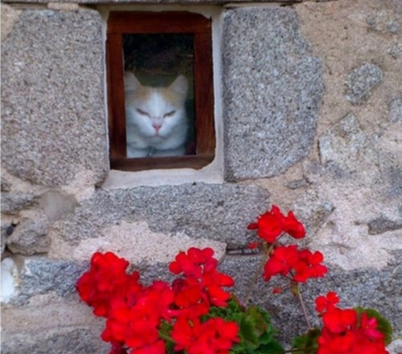 cool cat - cats, cool, flowers, photography, red