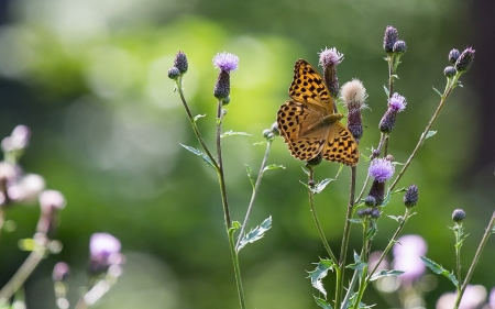 Butterfly - summer, plants, butterfly, green